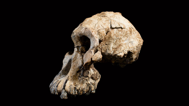 A koponyát még 2016-ban találták Etiópiában