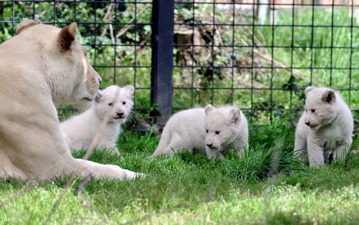 Fehér oroszlánkölykök játszanak a Pont-Scroof állatkert egyik kifutójában