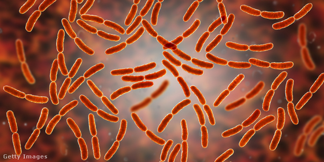 Többmilliónyi baktérium él a beleinkben
