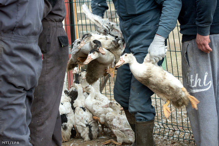 A madárinfluenza terjedésének megakadályozása céljából leölésre ítélt kacsákat gyűjtenek be egy baromfitelepen a dél-franciaországi Saint-Aubin egyik gazdaságában 2017. február 22-én.