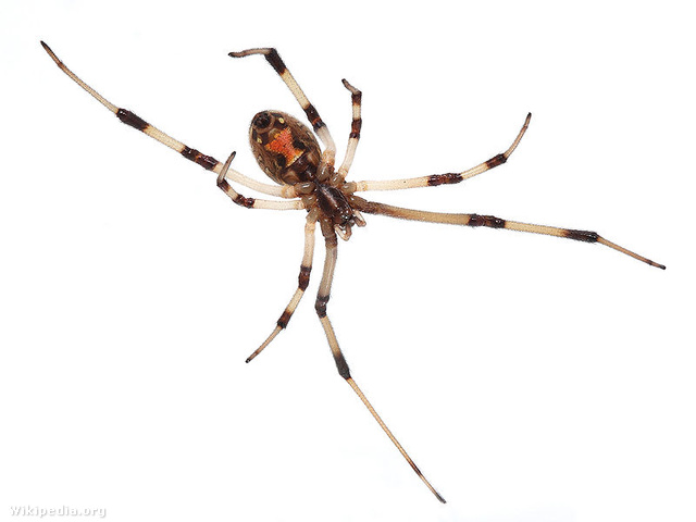 800px-Brown widow spider Latrodectus geometricus underside