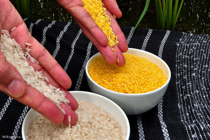 Hagyományos rizs és aranyrizs