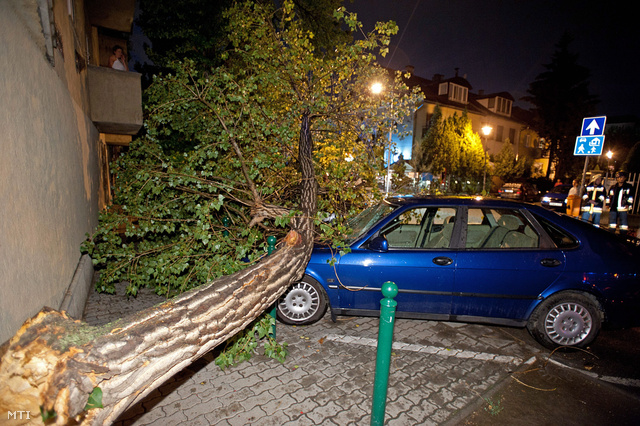 Kocsira dőlt fa a XII. kerületi Tartsay Vilmos utcában