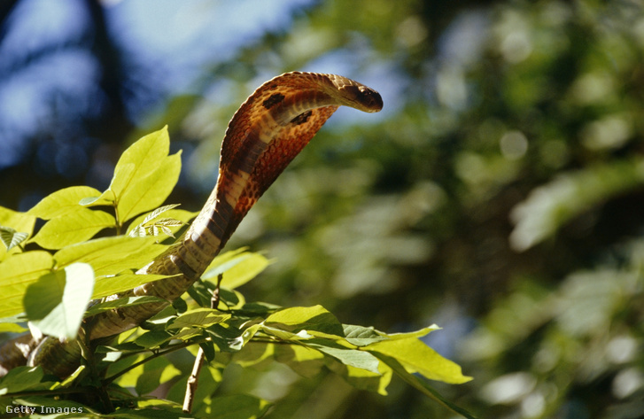 Pápaszemes kobra (Naja naja) Indiában