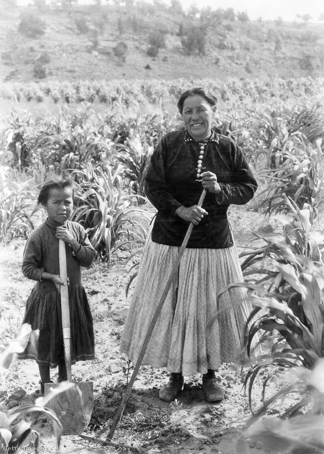 Navahó indián anya lányával a kukoricaföldön