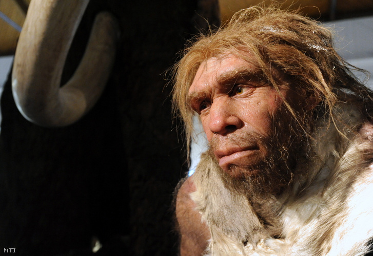 Neandervölgyi ember (Homo neanderthalensis) élethű modellje a Magyar Természettudományi Múzeumban