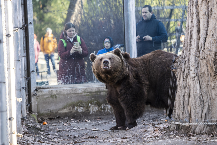 Az állatkertben sok gyermek és felnőtt várta, hogy Balu medve előjöjjön a barlangjából.