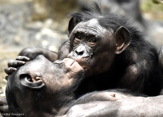 Bonobópuszi