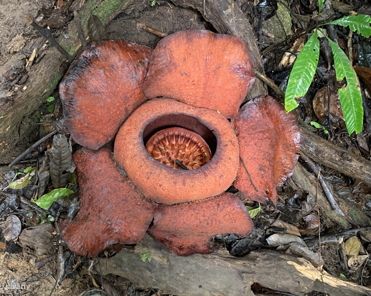 A Rafflesia nemzetségbe tartozó paraziták érdekessége, hogy mintegy 10 hónap alatt nőnek káposztafej méretűre, és a teljes pompájukban ragyogó virágokban csak néhány napig lehet gyönyörködni