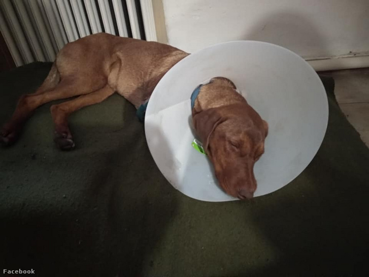 Pajti kutya meglőtt lábát az állatorvos már nem tudta megmenteni. (A Facebookon közzétett fotót a gazda engedélyével közöljük)