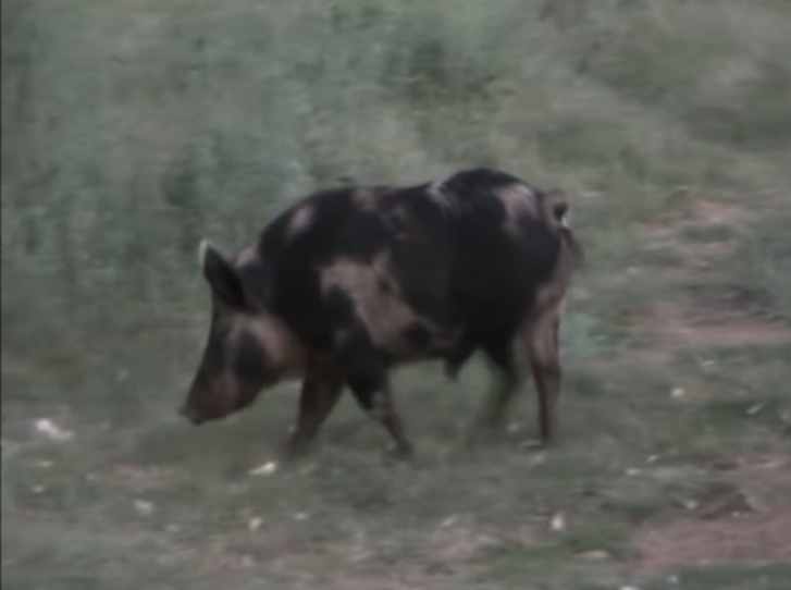 Swino az ausztrál vaddisznó