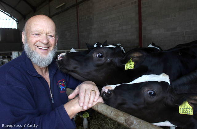Michael Eavis és marhái a piltoni Worthy Farmon, Glastonbury közelében