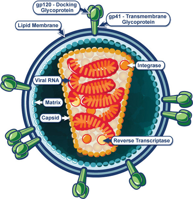 A HIV vírus szerkezete. A vírus a felszínén levő gp120 glikoprotein-molekulákkal kapcsolódik más sejtekhez, a belsejében található a vírus RNS-e, genetikai információja, az integráz és a reverz transzkriptáz pedig két, a virális RNS másolásában és továbbjuttatásában fontos szerepet játszó enzim