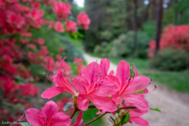 A Jeli Arborétum rododendronjai áprilisban borulnak virágba