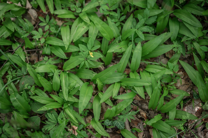 medvehagyma 3 foto SEFAG Zrt