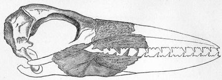 Egy korábban felfedezett koponya (Forrás: Wikipedia)