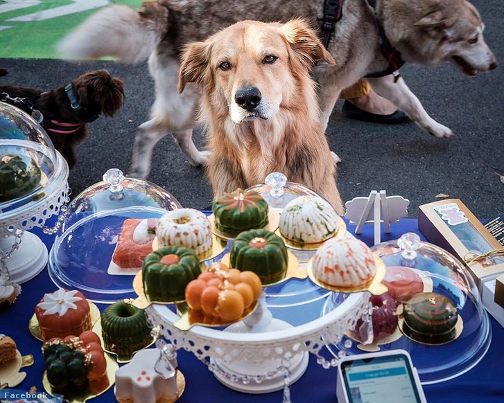 73413212 427946927917034 1275310566256148480 o