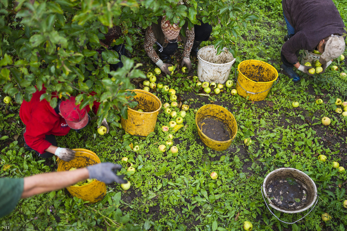 Mezőgazdasági idénymunkások golden almát szednek a földről
