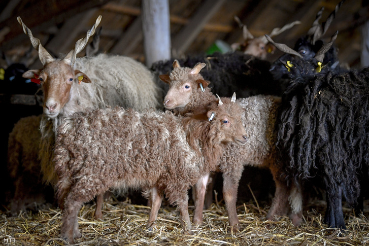 A racka juhok és bárányok húsvéti exportja rendszeres Olaszországba