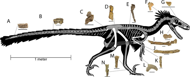 Így nézhetett ki a dineobellator csontváza, és ilyenek a megtalált csontok.