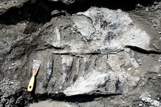 Egy Hungarosaurus részleges csontváza a lelőhelyről