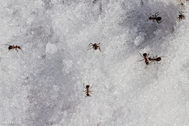 stockfresh 994115 ants-on-snow sizeM