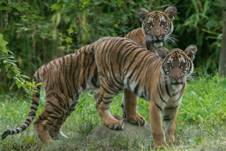  Koronavírusos a bronxi állatkert tigrise