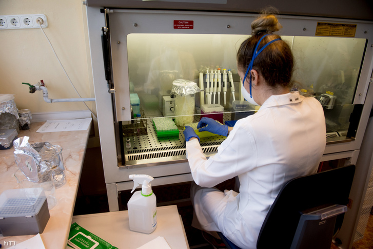 Koronavírus-mintákat tesztelnek a Nemzeti Népegészségügyi Központ Virológiai Laboratóriumi Osztályán Budapesten 2020. április 3-án.
