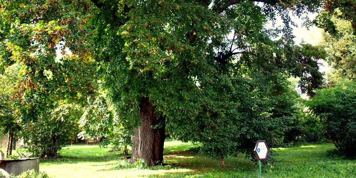 Alighanem ez a hidegkúti hárs Budapest legöregebb fája