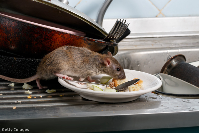 Patkány a mosogatóban: nemcsak ronda, de veszélyes is.