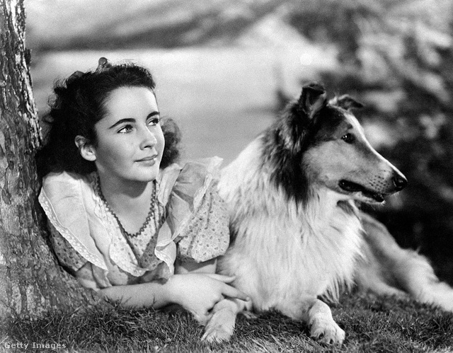 Elizabeth Taylor és Lassie, a skót juhász
