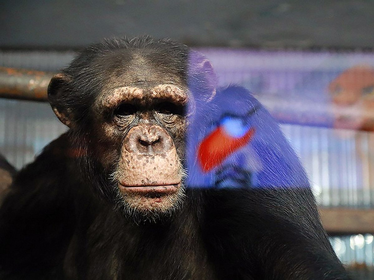 0 Chimp-cartoons-4-The-Siberian-Times