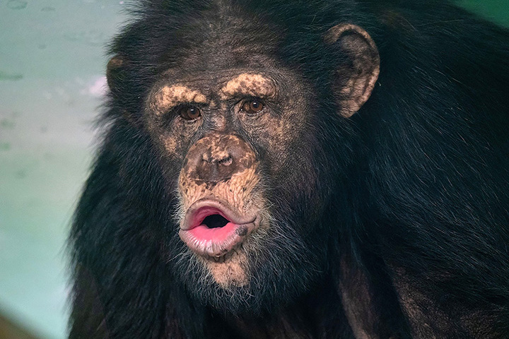 Tikhon, a hím csimpánz