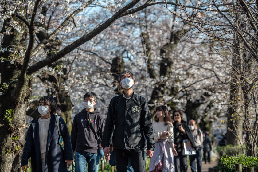 Eleinte a koronavírus-járvány híre nem tudta legyőzni a japán szokásokat, és az emberek a virágpompában tündöklő parkok felé vették az irányt.