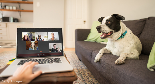 Mennyivel élvezetesebb egy videós értekezlet, ha ott a kutya is mellettünk?