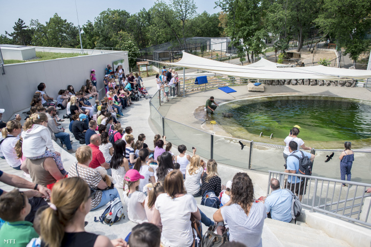 Kaposvári gyerekek csoportja fókabemutatót néznek a pécsi állatkertben 2018. május 7-én.