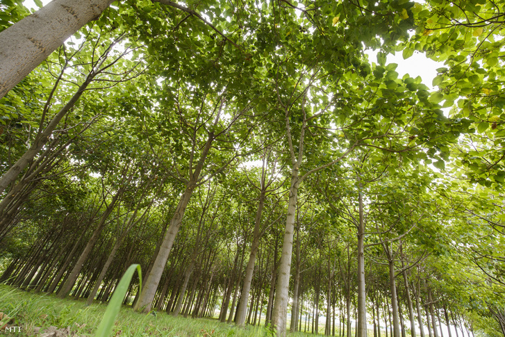 Smaragdfaültetvény a Somogy megyei Nagyberényen. A smaragdfa a császárfa és az oxyfa mind a Paulownia alapfajból nemesített növény, amely majdnem kétszer annyi szén-dioxidot képes megkötni és több oxigént tud előállítani, mint más lombos fák. Jól bírja a szélsőséges időjárást, akár a -25 és a +45 Celsius fokot is. Annyi vízre van szüksége, mint bármely más fának, ám három év alatt éri el azt a méretet, amit más fák csak közel húsz év alatt