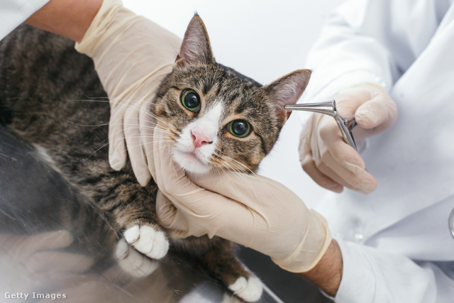 Ha gyanús jeleket észlelünk, vigyük állatorvoshoz a fülfájós macskát