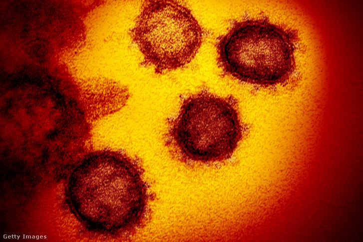A COVID-19 koronavírus izolált 2020. február 17-én készült elektronmikroszkópos felvétele