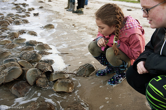A Delaware-öbölben tavasszal teliholdkor és újholdkor százszámra párosodnak a tőrfarkú rákok