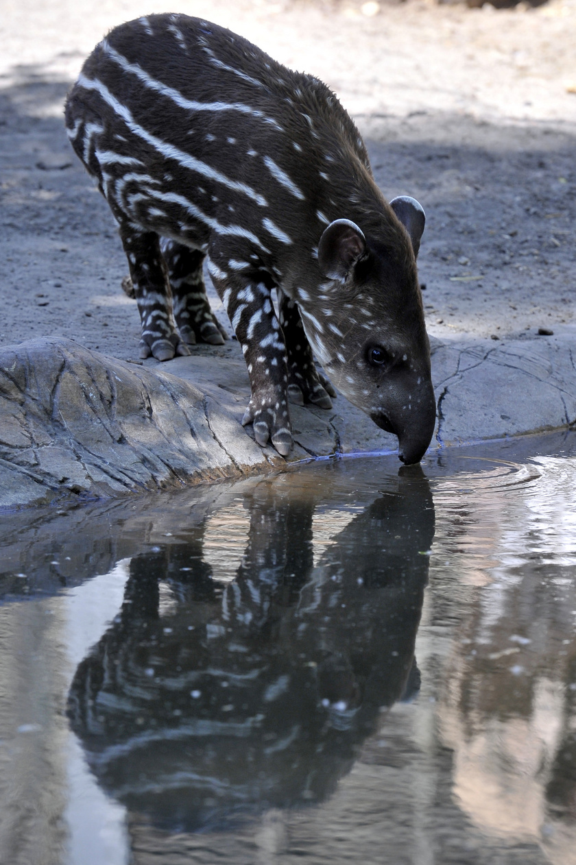 A kis tapír nevét közönségszavazáson választották ki, a Hada spanyol nyelven tündért jelent.