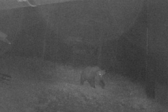 2019-es felvétel a szökött Papillon nevű medvéről