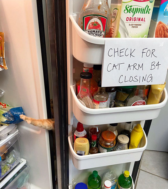 „Ellenőrizd a macska karját, mielőtt becsukod az ajtót”, áll a szöveg a hűtőajtóban, nem véletlenül. A kiscica előszeretettel vadássza le az óvatlanul ételért nyúló kezeket, szerencsére még egyszer sem sérült meg így, bár sokan azt hiszik.