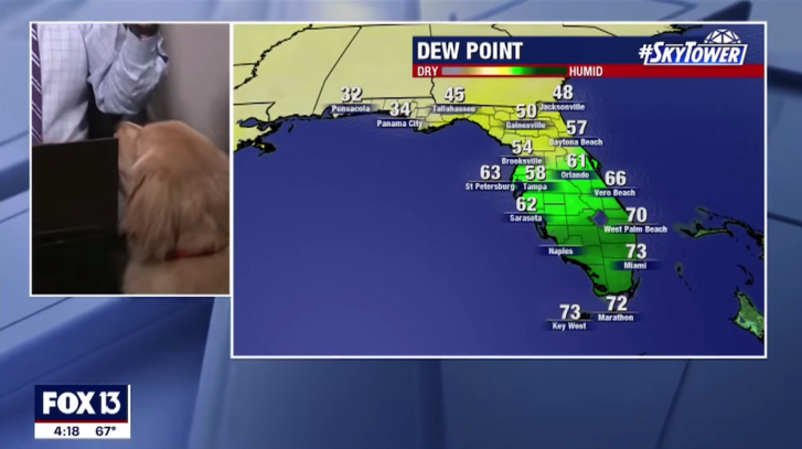 Brody-Dog-Interrupts-Weather-Report.png
