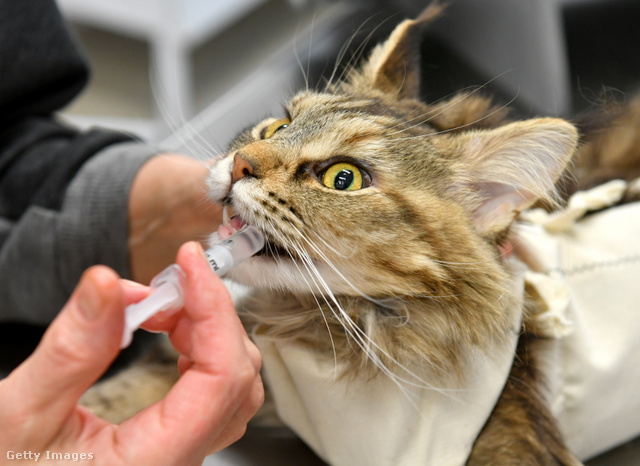 Folyékony gyógyszer a cicának – így is lehet