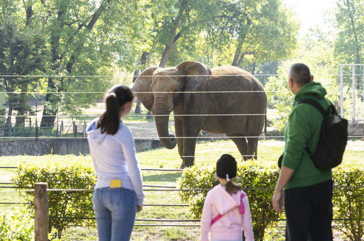 Látogatók figyelik az afrikai elefántot (Loxodonta africana) a Nyíregyházi Állatparkban 2020. május 8-án.