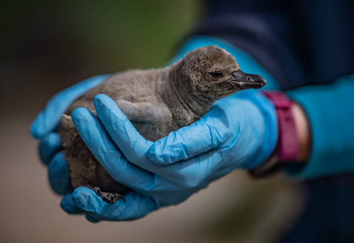 Penguin-chicks-hatch-at-Chester-Zoo...-and-keepers-are-naming-th