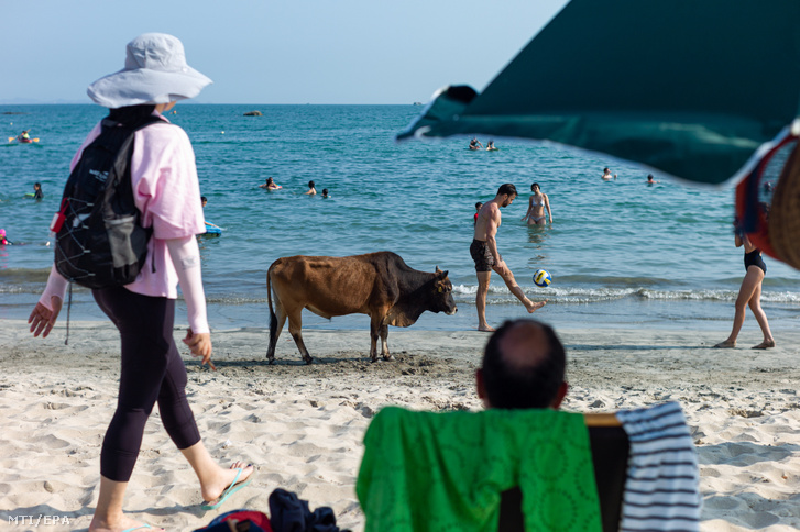 Tehén a hongkongi Lantau szigetének tengerparti strandján 2020. május 2-án