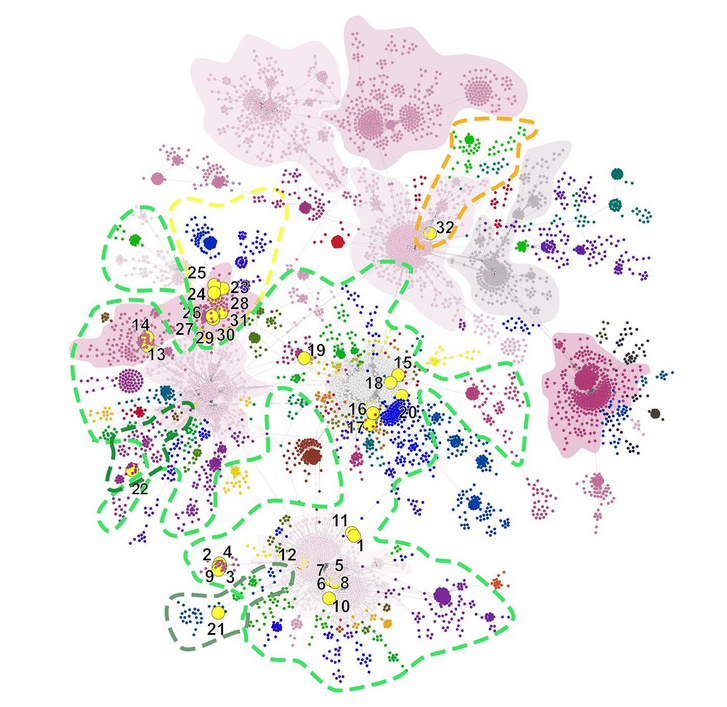 A világban terjedő koronavírusok „térképe”. A színezett foltok a különálló csoportokat jelentik, minél közelebb vannak egymáshoz a pontok, annál közelebbi rokonságban állnak egymással a vírusok (sárga pöttyökkel a magyar minták)