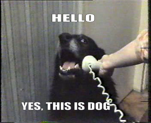 HELLO, YES THIS IS DOG